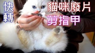 貓咪廢片 | 貓咪剪指甲 | 修腳底毛 | 金吉拉 | 捲耳貓
