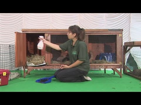 How To Clean A Guinea Pig Hutch