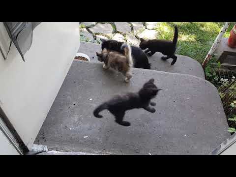 Kittens going outside the first time 8/9/20