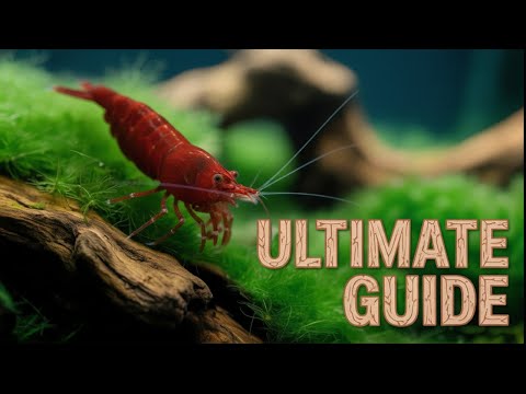 The Ultimate Guide to Shrimp Tank Maintenance