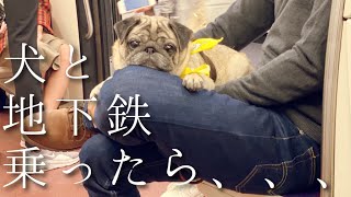 【笑える】パグをパリ地下鉄に乗せたらこんな事が起きましたwww | パリお花の名店・リュディ | Pugs on Paris Subway【パグ犬 炭鈴】