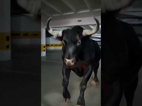 Boi da Cara Preta invadiu nossa garagem 🐂🐂🐂🐂 #trending #shorts #funnyshorts #comedy #ytshort #boi