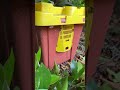 Trap out hive removal #bees #beeremoval #savemybees