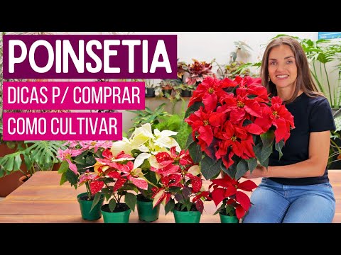 POINSETIA (Christmas Flower) - HOW TO GROW AND TIPS FOR BUYING