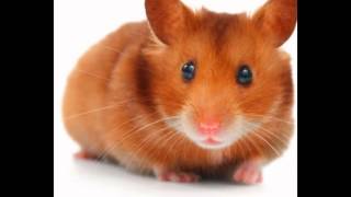 hamster intro