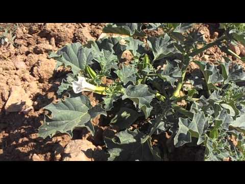 Estramonio feroz: Datura ferox