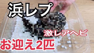 横浜レプタイルズショーで生体買わずに流木でひよってるやついる？いねえよな？#お迎え #浜レプ#キューバボア#グリーンパイソン