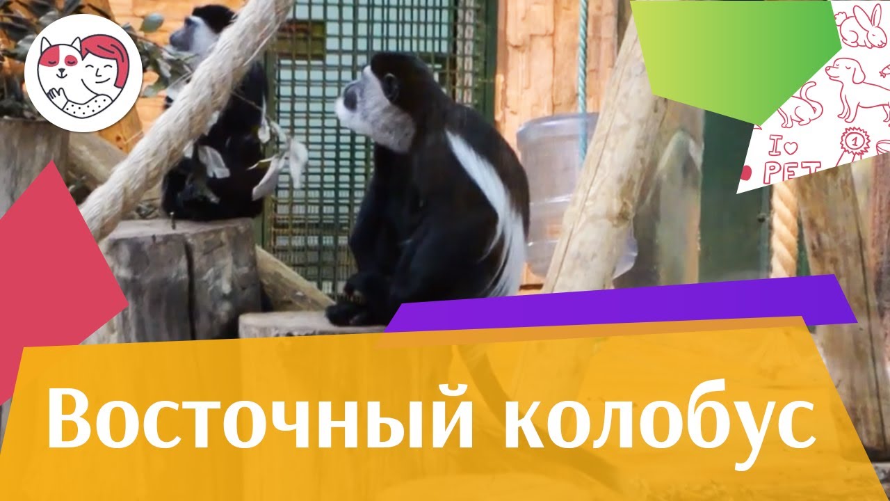 Восточный колобус Социальная структура на ilikepet