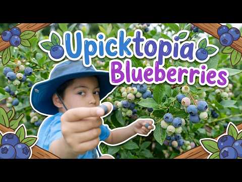 Upicktopia video thumbnail