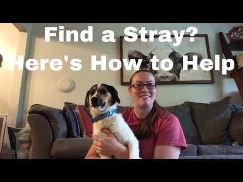What To Do If You Find A Stray Dog