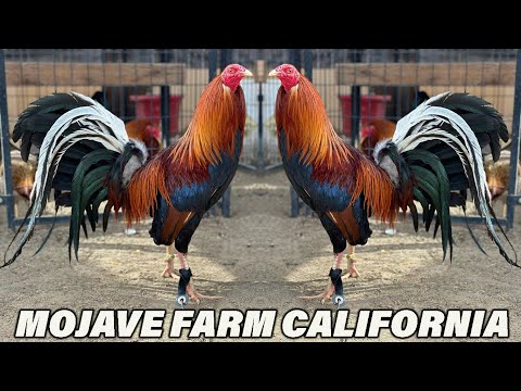 Pure Melsim Sweater Kelso Hatch Yellow Leg Grey MOJAVE FARM Beautiful Birds