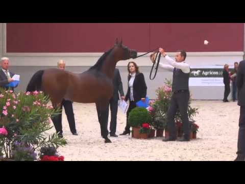 Berlin Cup Werder 2013 - Stallion 4-6 years old (Class 12) - N.32 SALMAN AL KHALEDIAH