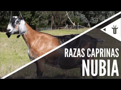 , title : 'Nubia - Nubian | Razas caprinas'