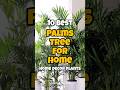 Best palm tree for home / indoor palm tree identification #houseplants #shorts #homegardening