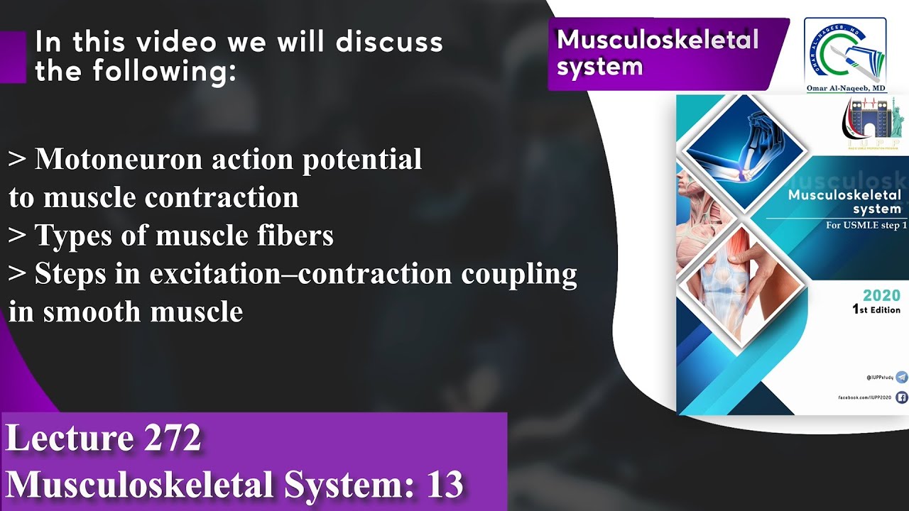 Motoneuron action potential to muscle contraction | Types of muscle fibers