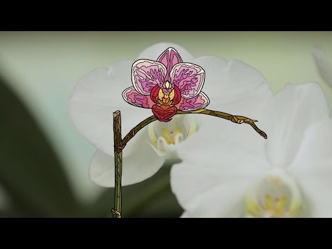 [서울독립영화제2024 장편경쟁10] (환영합니다) 난초의 행성입니다 예고편