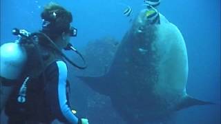 Diving Bali - Mola Mola Magic!