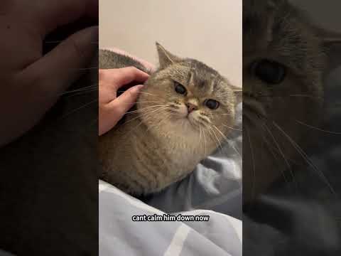 My boyfriend loves my cat so much and then… #animals #cat #kitten #fyp #shorts #pets