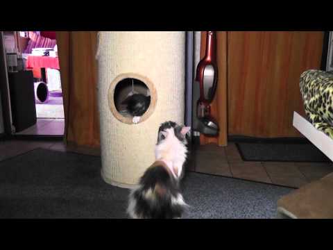 31 07 2012      die Kratztonne ist immer noch nicht langweilig und die Anderen schauen zu