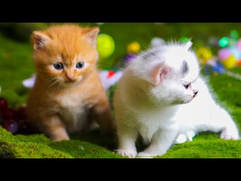 Cute Kittens Meowing - Cats Playing With Animals: Dogs, Rabbits, Pigs, Chickens, Horses