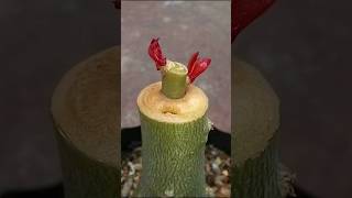 Download lagu Adenium Single Grafting Technique | desert rose plant #grafting #Adenium  #plants #desertrose mp3 Download lagu Adenium Single Grafting Technique | desert rose plant #grafting #Adenium  #plants #desertrose mp3