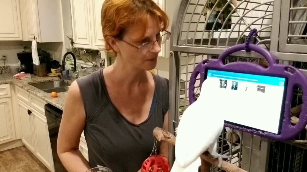 cockatoo using tablet to communicate