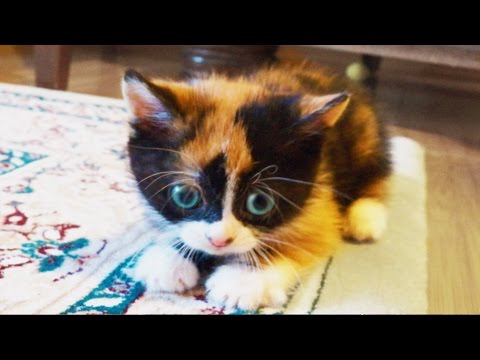 download lagu mp3 mp4 Cookie In Russian, download lagu Cookie In Russian gratis, unduh video klip Cookie In Russian