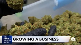 Cannabis industry is growing with more and more female leadership at t