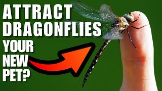 ATTRACTING DRAGONFLIES To Your Yard And Garden - They Eat 100 MOSQUITOES A Day (EACH!!!)