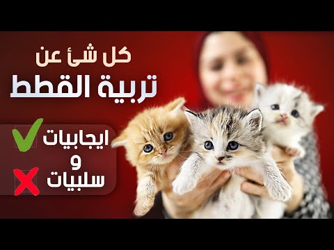 , title : 'كل شئ عن تربية القطط و ليه مقدرش استغني عن قطتي'