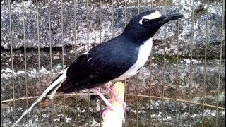 Download lagu Kicauwan Murai Air Luar Biasa Untuk Masteran mp3 Download lagu Kicauwan Murai Air Luar Biasa Untuk Masteran mp3