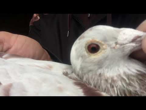 download lagu mp3 mp4 950040, download lagu 950040 gratis, unduh video klip 950040