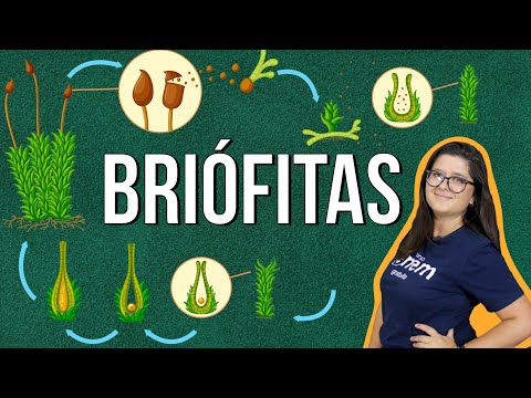 BRIÓFITAS: tipos, características e reprodução. RESUMO DE BIOLOGIA ENEM. Profe Juliana Evelyn Santos