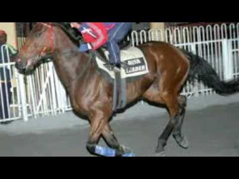 Tribute to disa leader (lextrateresse)