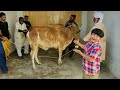 Hamary Raju Ki Qurbani Ho Gai Ali Bht Sad Ho Gaya Eid 3rd Day