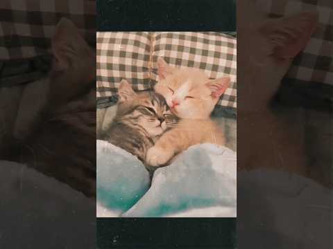 Love is really beautiful| funny videos