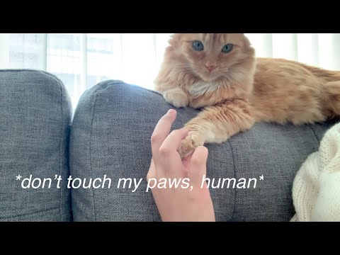 my cat doesn’t like it when i touch her paws…