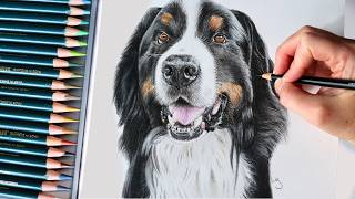 Draw a Realistic Bernese Mountain Dog in Coloured Pencil 🐾 | Beginner-Friendly Pet Portrait Tutorial