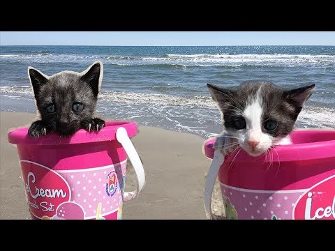 Mis gatitos bebés Luna y Estrella jugando en la playa con una piscina de bolas y tomando biberón