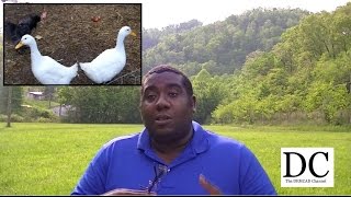 Less SEX for Millennials! Consumer Debt Soars! Raising Animals (DUCKS & CHICKENS)!