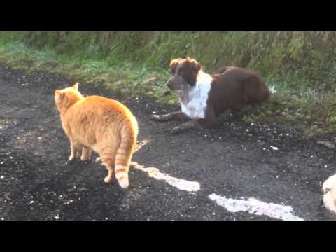 Nanà e Giorgio (il gatto)