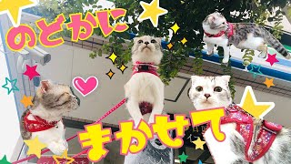 猫と散歩 lv.3