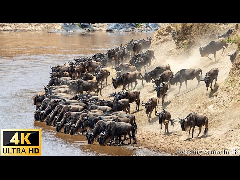 4k Afrikanische Tiere: Die große Migration der Great Great, Afrika - echte Klänge Afrikas