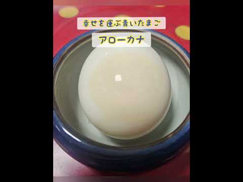 緑色の卵を持った鶏、アローカナ!