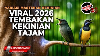 Download lagu 🔴 Live Masteran Kekinian 2026 Tembakan Kunti Panjang Cucak Cungkok Gacor vs Srigunting Abu Abu mp3 Download lagu 🔴 Live Masteran Kekinian 2026 Tembakan Kunti Panjang Cucak Cungkok Gacor vs Srigunting Abu Abu mp3