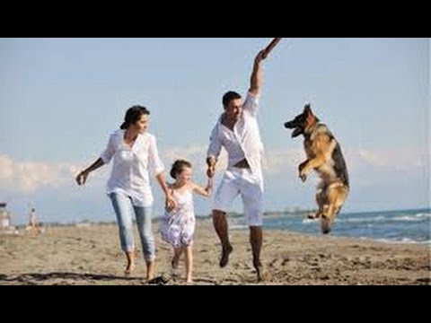 CANI IN SPIAGGIA: CAMBIA LA LEGGE ORA SI PUO' - iReporter per te 25/06/14 (1 di 3)