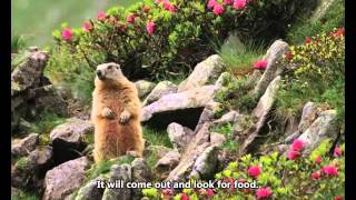 English Graded Reader: Groundhog Day