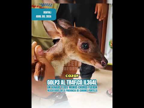 🚨 Rescatan crías de fauna silvestre del tr4f¡c0 il3g4l en Ucayali