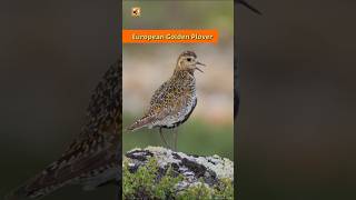 European Golden Plover Bird, Chicken, Macaw, Seagull, Dove, Bee, Hummingbird, Sheep and Cat Sounds