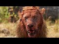 LION Attacks On HUMAN MAN EATING Lions Tanzania BIG CATS National Geographic Documentary 2020